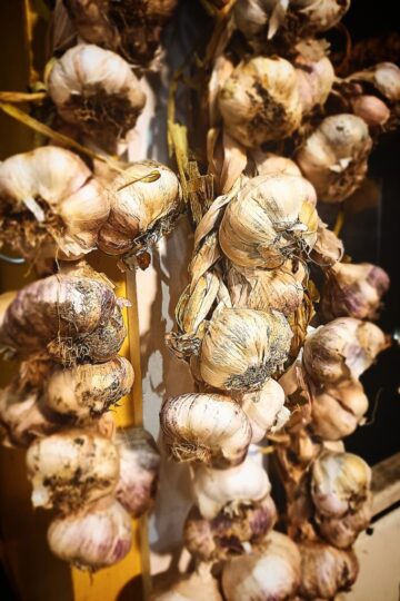 garlic hanging and storing for winter