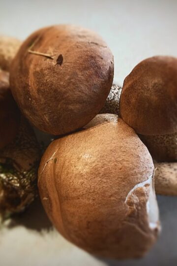 freshly picked porcini mushrooms on a white kitchen bench