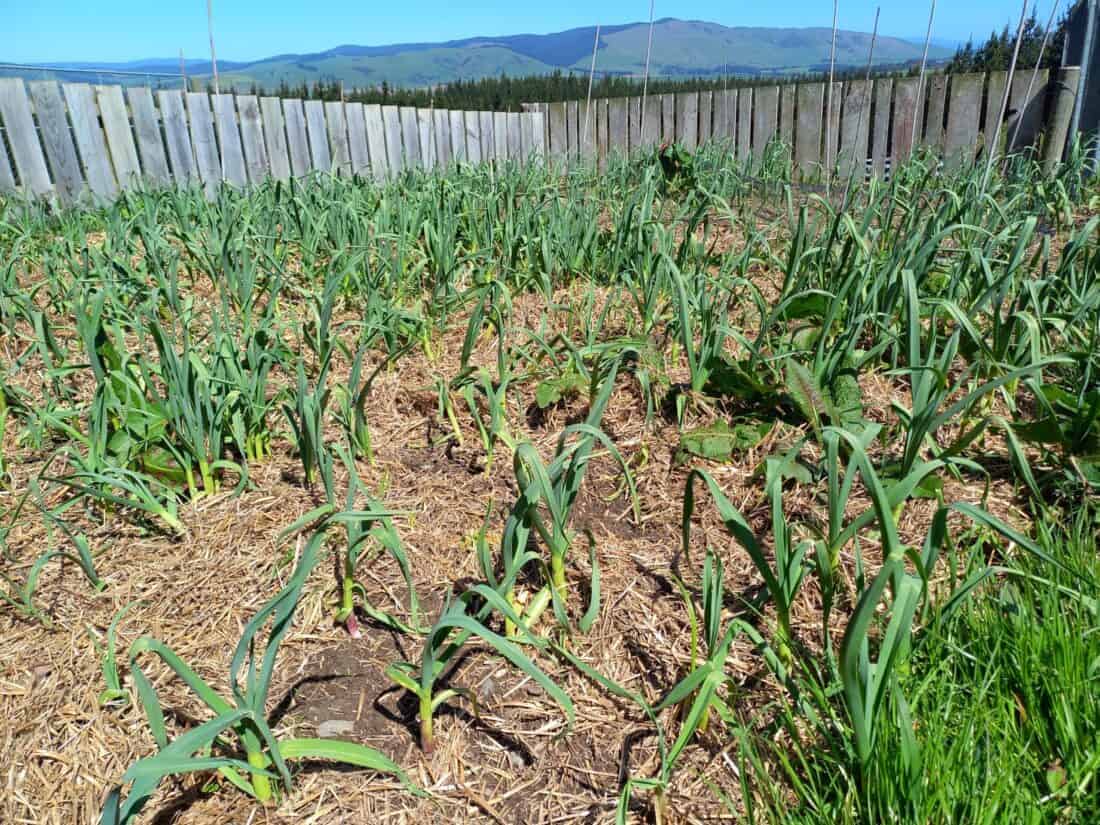 Garlic growing outside in a garden bed with a wooden fence around it