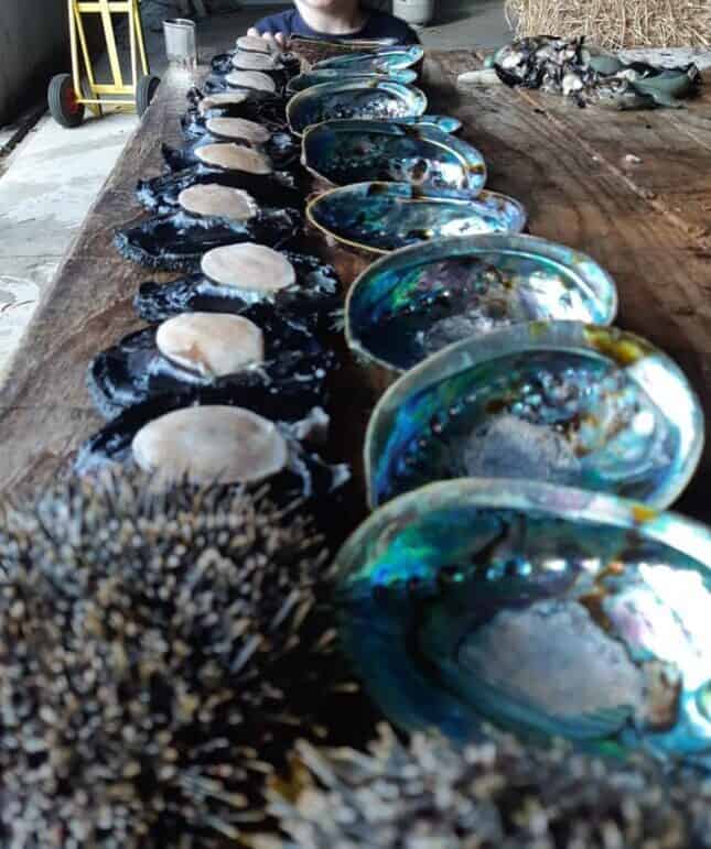 Many chucked paua lined up on a wooden bench. The shells in one line and the meat in a line next to it. Paua guts in a pile at the far end of the table and two kinna in front of all the paua
