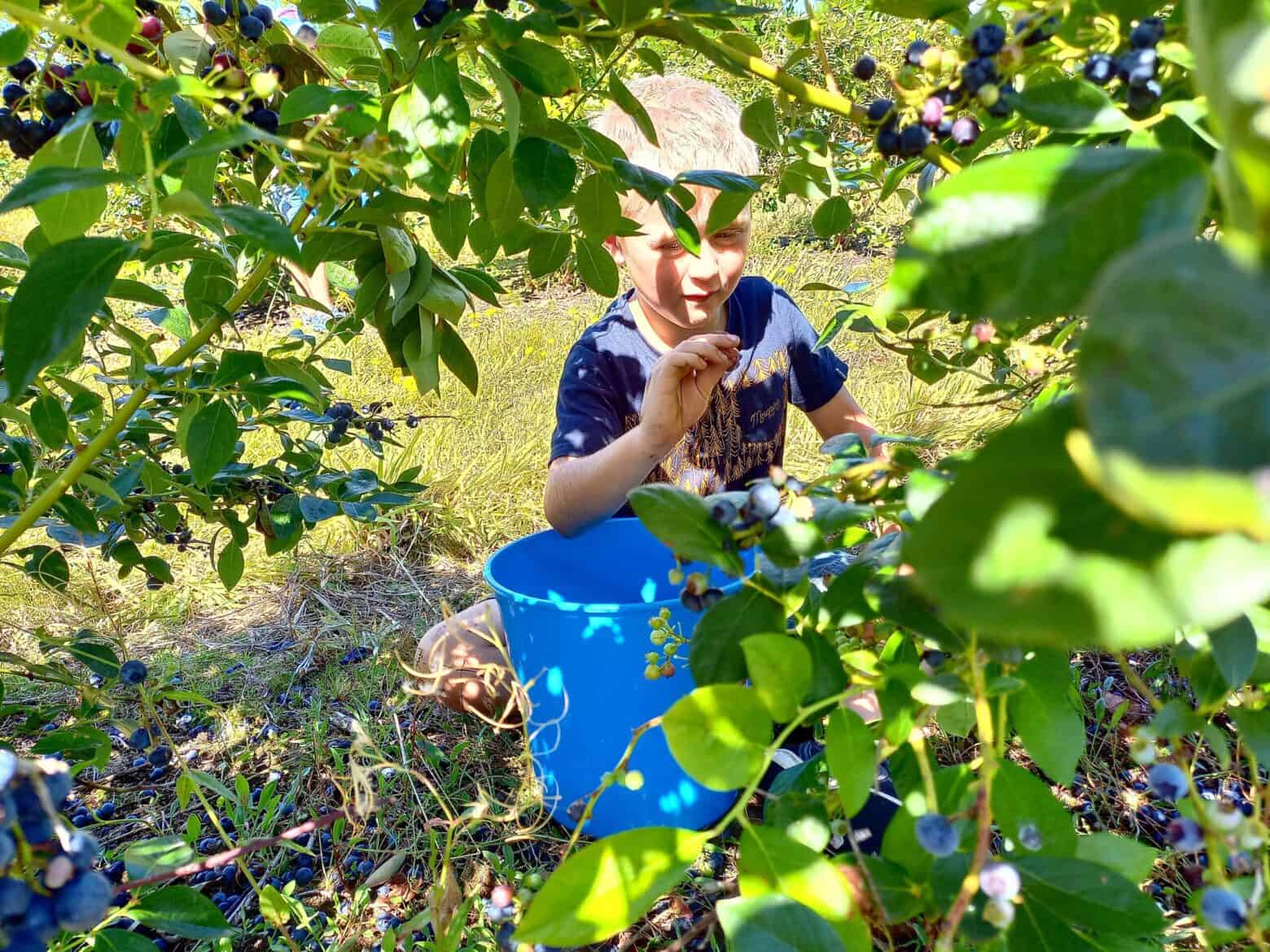 A young child is sitting in between two blueberry bushes picking blueberries into a blue bucket