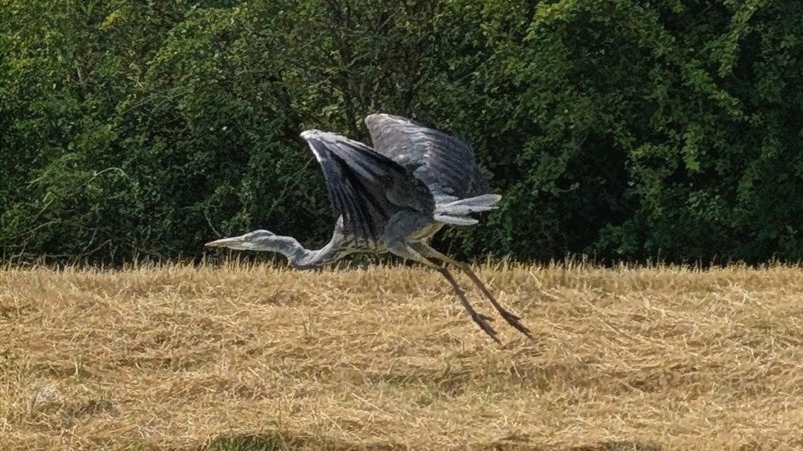 Heron taking off from a grassy field with trees in the background.