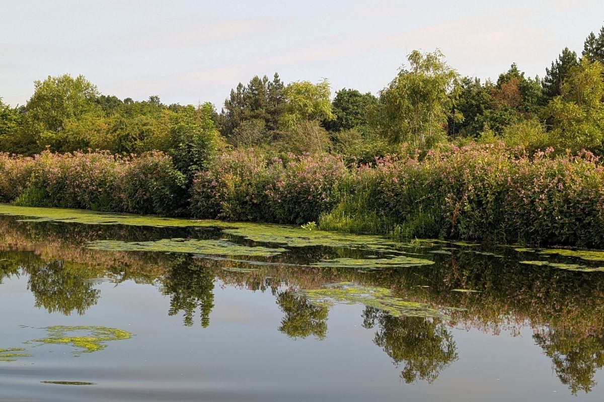Peaceful river with lush greenery and lily pads, perfect for narrowboat life.