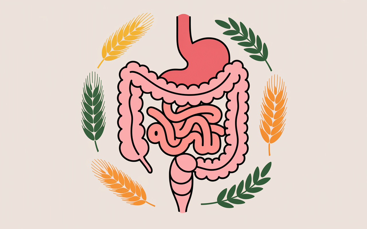 Comparaison intestin sain et intestin gluten