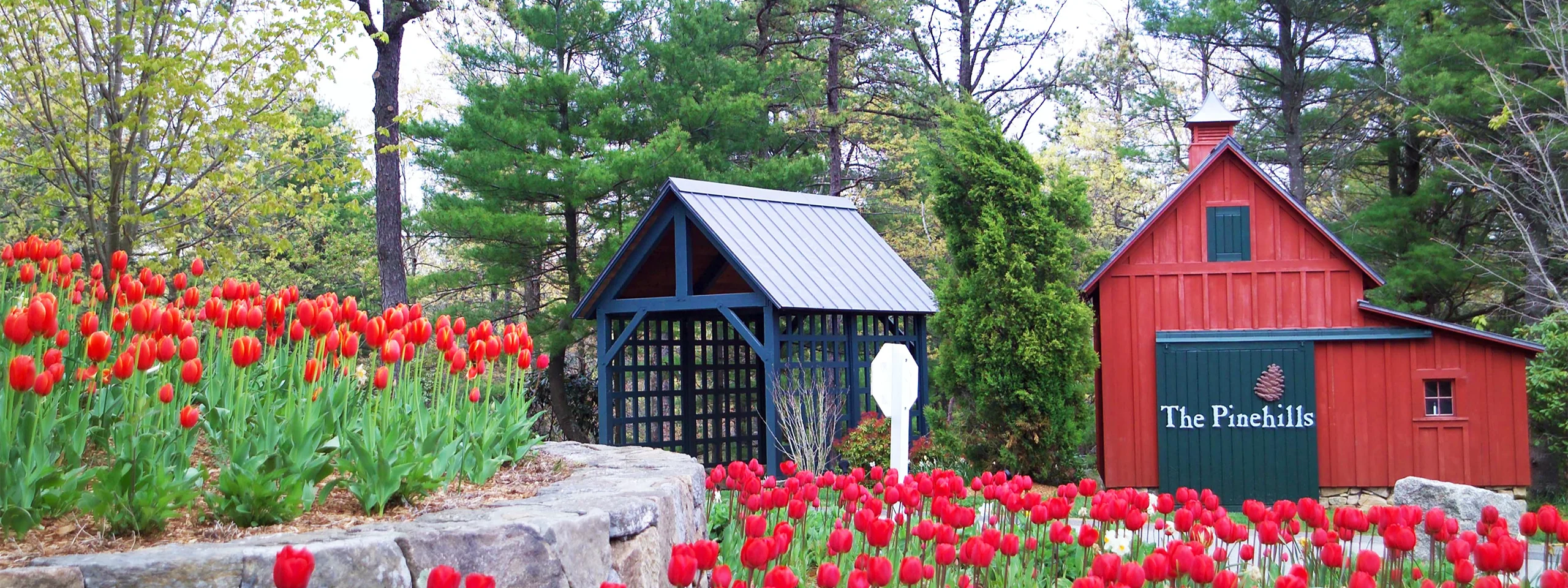 Colorful tulips and red barn with blue shed in a lush garden setting.