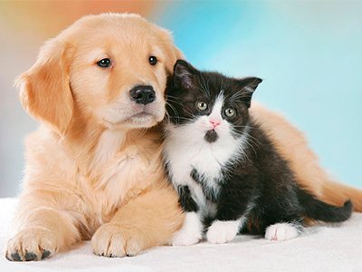 bg-veterinario
