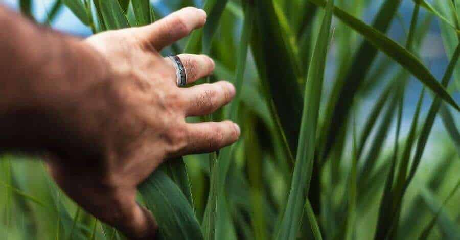 Man wearing titanium ring pushes lush green leaves out of the way