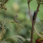 Mouche à scie larve et adulte sur feuille