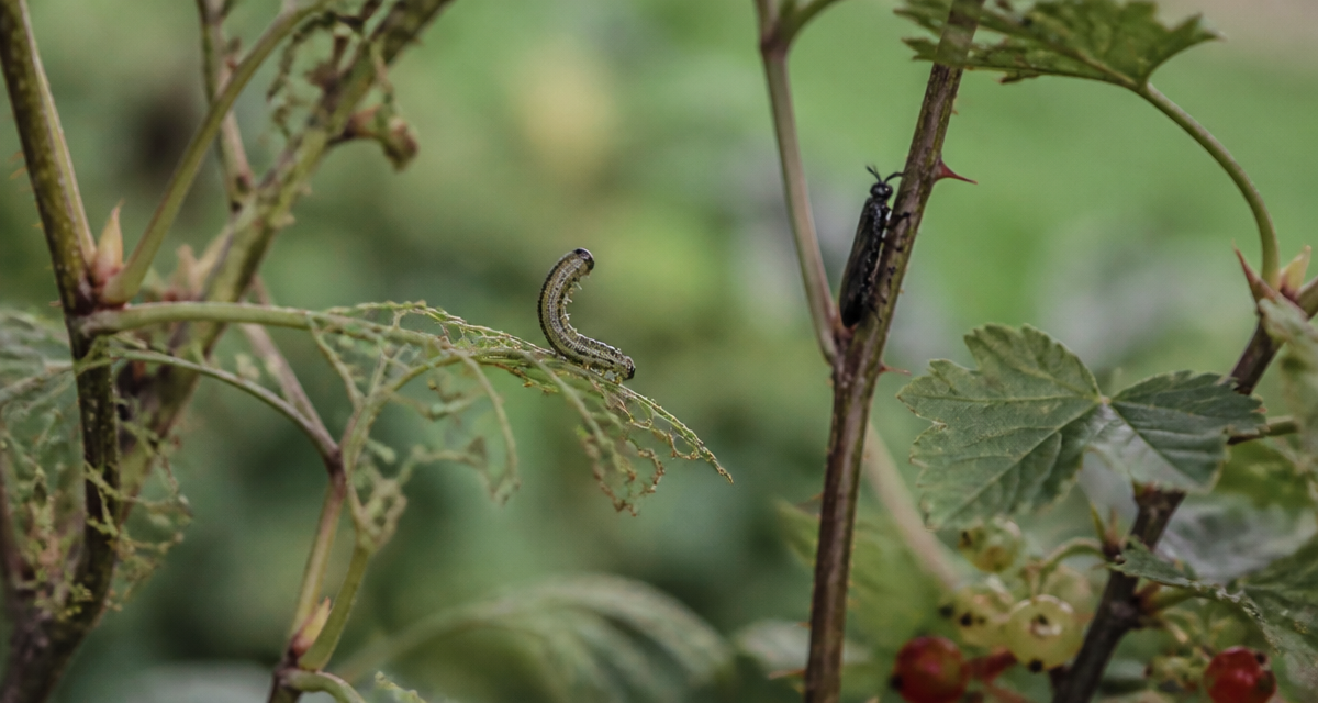 Mouche à scie larve et adulte sur feuille