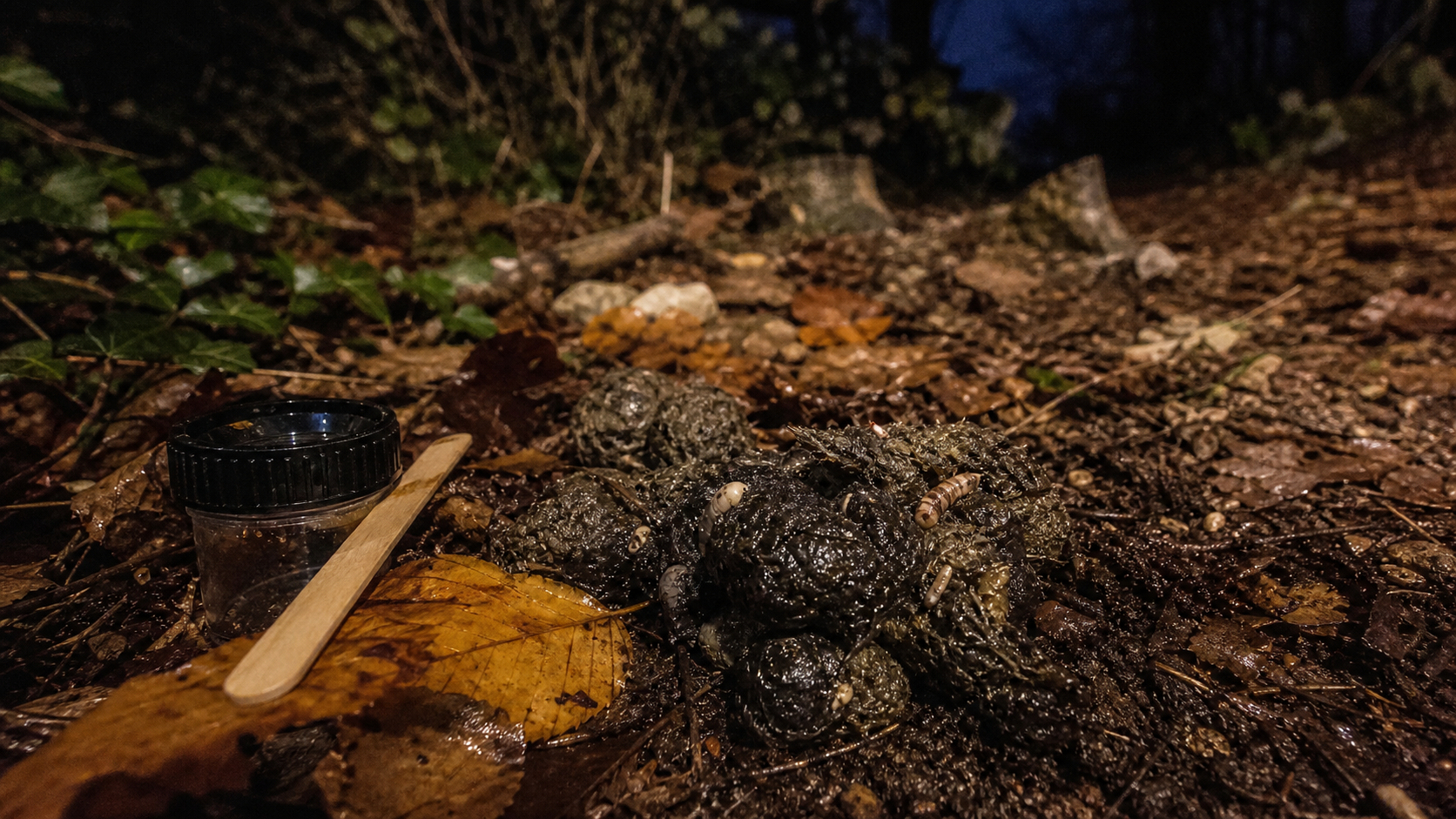 Crottes d’animaux nocturnes au pied d’une haie, indices au jardin