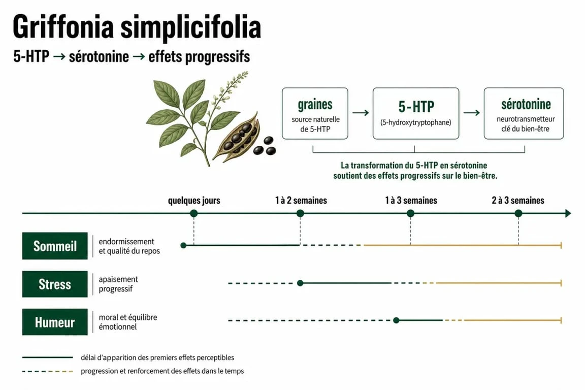 Griffonia effet au bout de combien de temps : schéma des délais d’action selon le sommeil, l’humeur et le stress