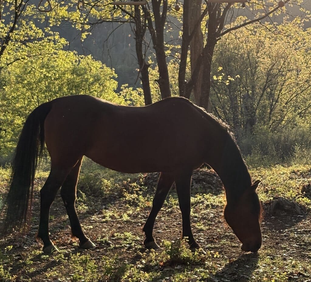 Bella the horse, grazing in the sunlight.