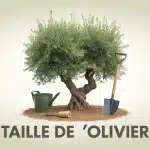 Illustration vectorielle taille de l olivier avec outils de jardinage