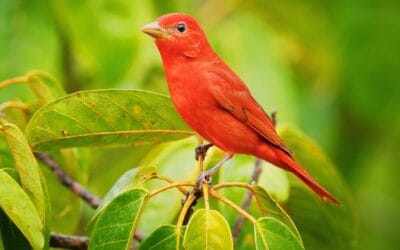 Protecting Nature, Empowering People: OEF Unveils the Bird’s Eye View Birding & Nature Trail