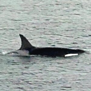 Orca in the arctic waters around Tromso - where you can go for whalewatching tours