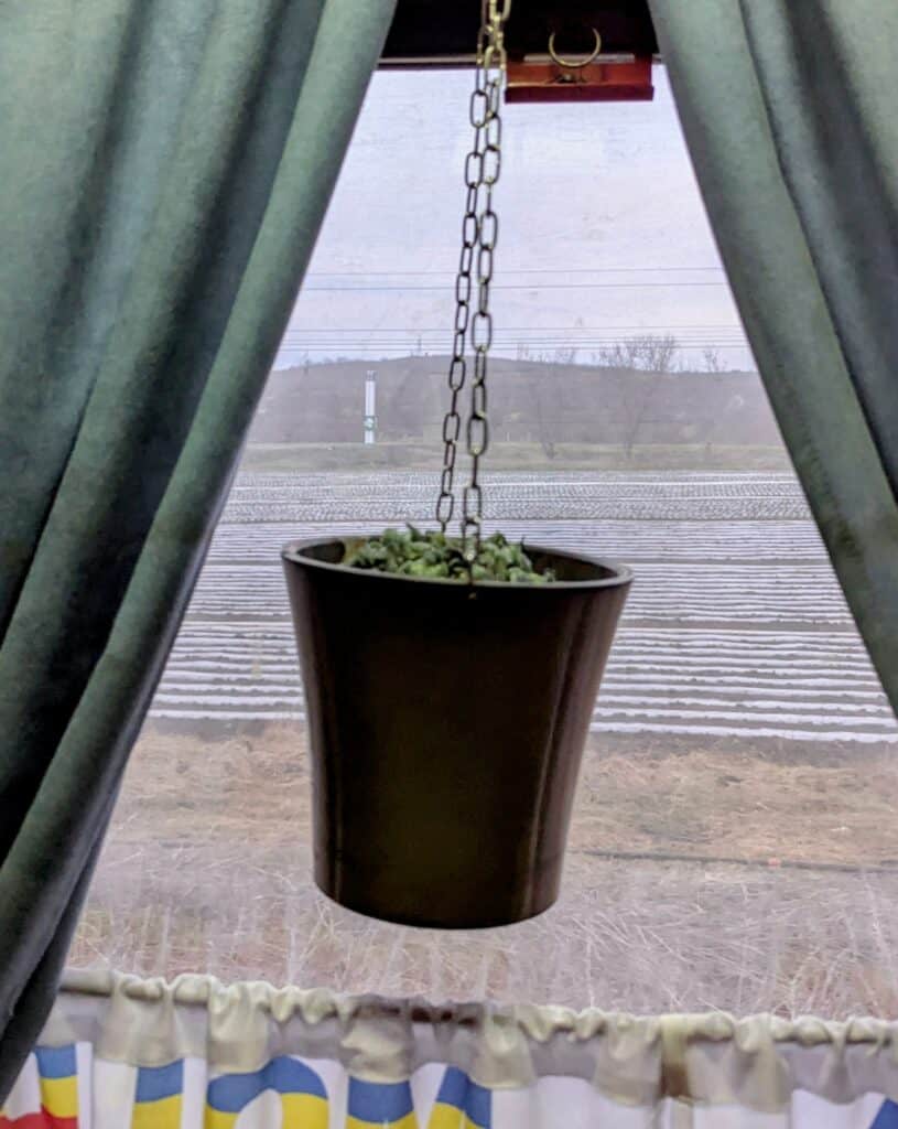 hanging pot plants - Chisinau to Bucharest Sleeper Train