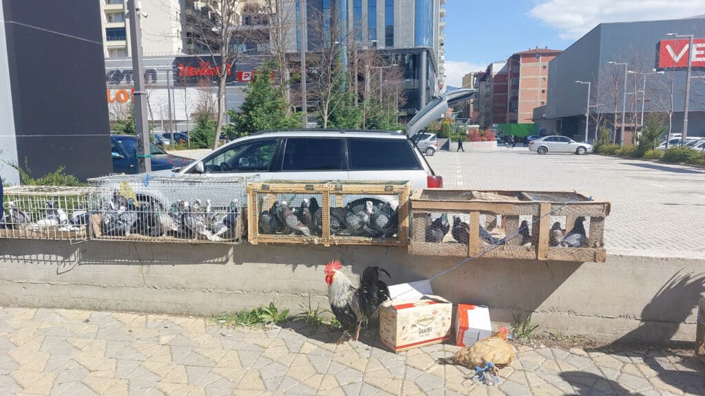 chickens birds outside green market tetovo