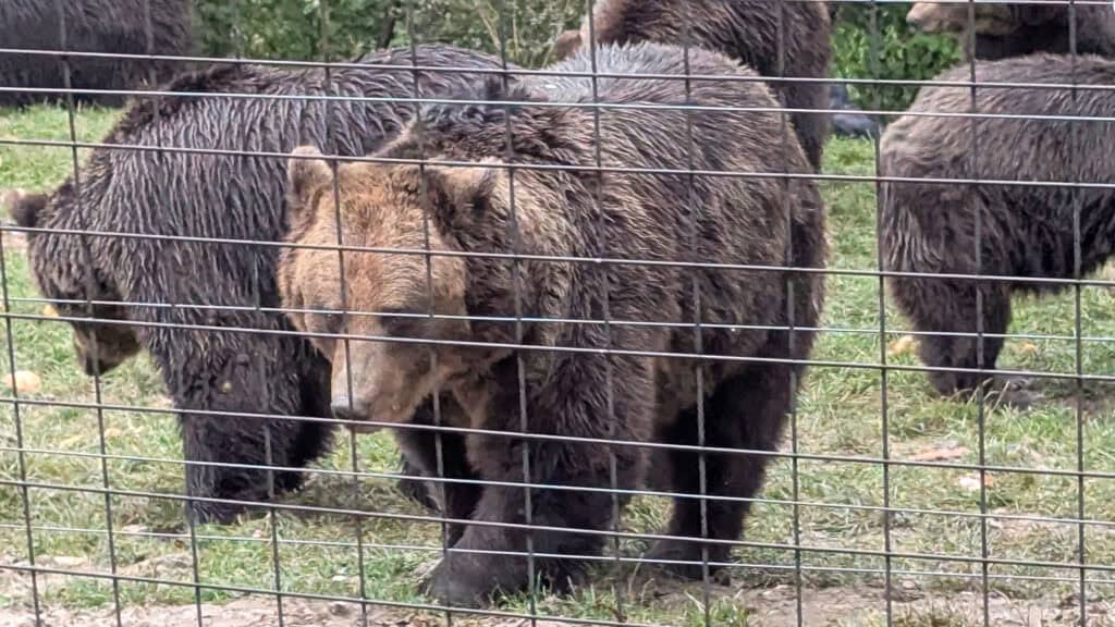 bears at libearty sanctuary romania near brasov