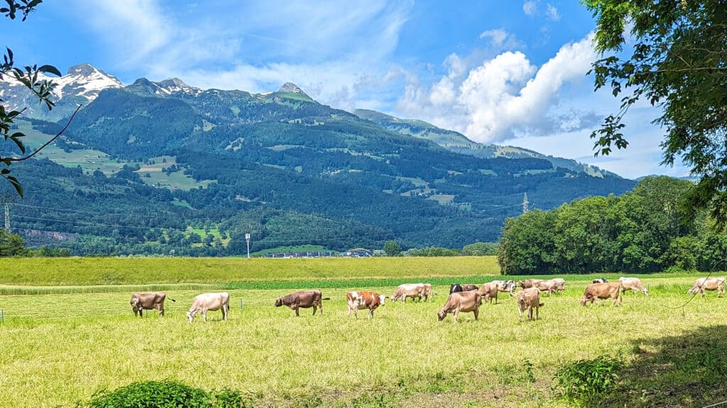 Liechtenstein with cows