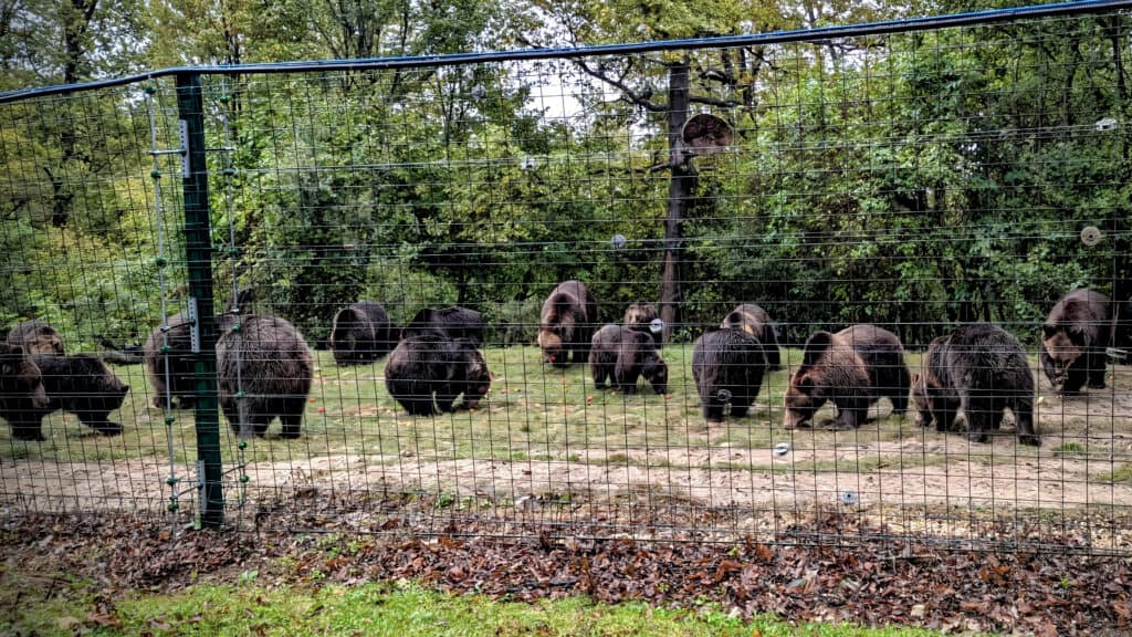 Feeding Time at Libearty Bear Sanctuary