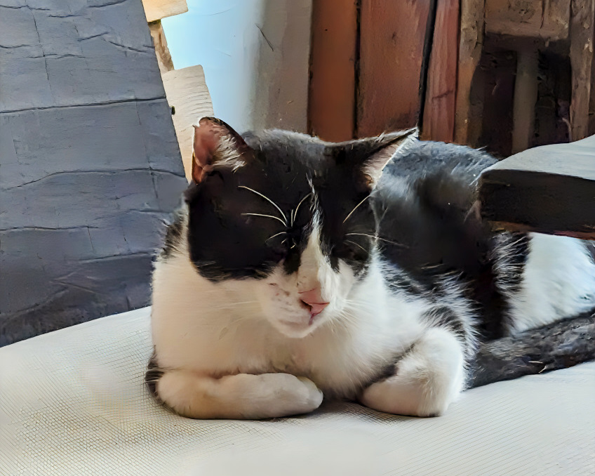 friendly pub cat in Škripa Pub in Novi Sad-1