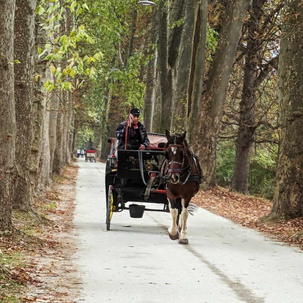 horse drawn cart vrelo bosne park Sarajevo