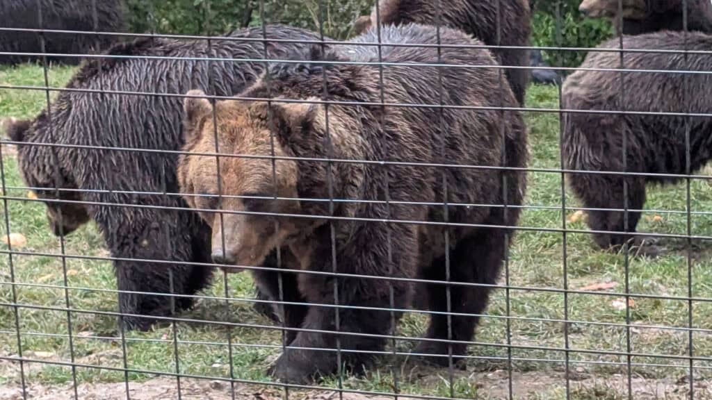 Bear at Libearty Bear Sanctuary