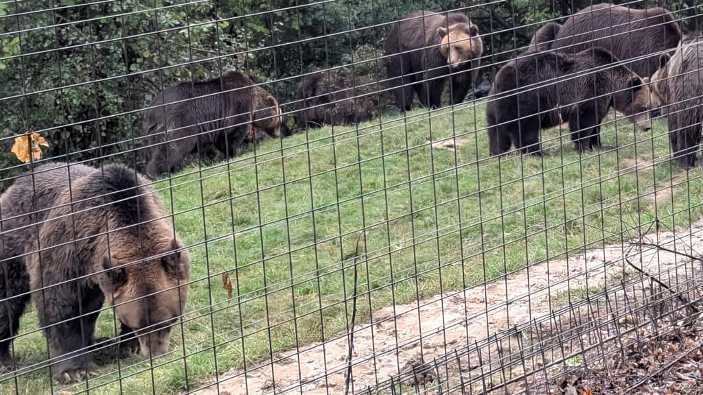 Bears at Libearty Bear Sanctuary 1