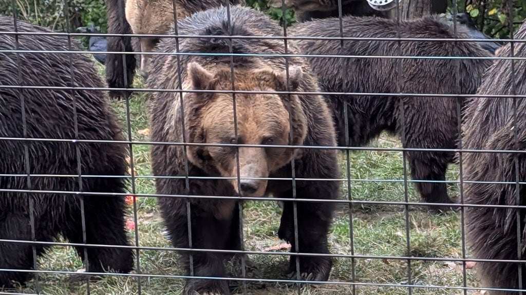 bear hed on Libearty Bear Sanctuary