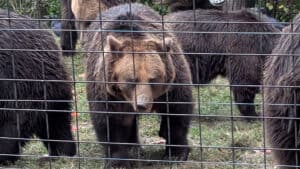 bear hed on Libearty Bear Sanctuary