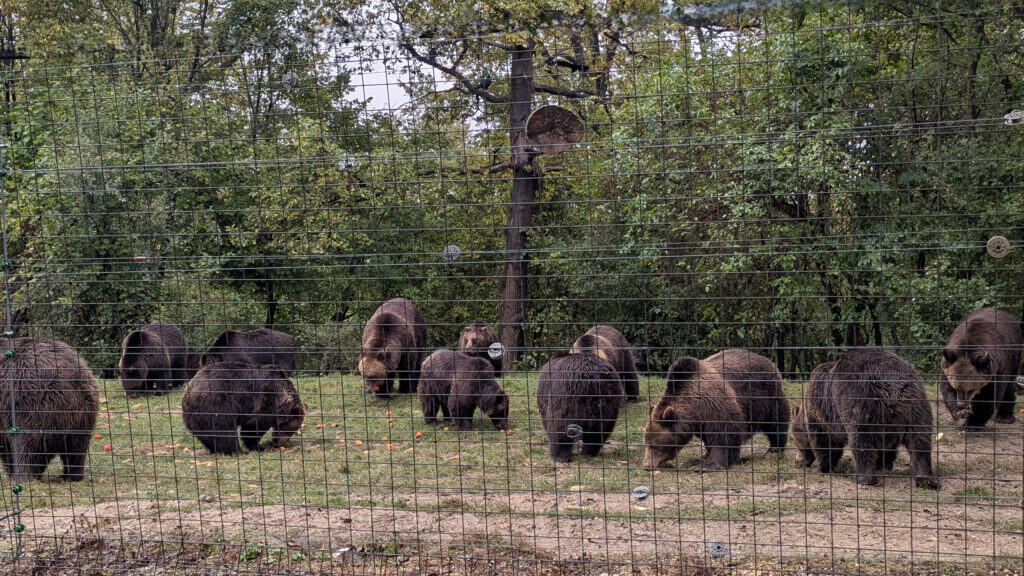 libearty Bear Sanctuary - Feeding Time