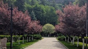 Borjomi - colourful trees in the Park of this spa town in Georgia. One of a number of day trips from Tbilisi