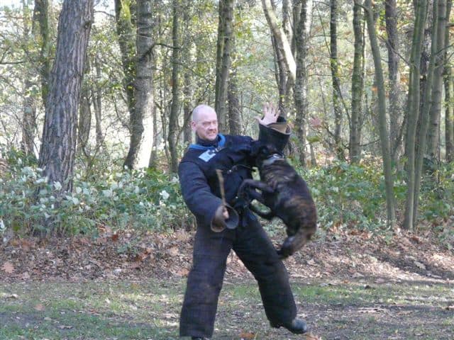 Demonstratie Hondensport