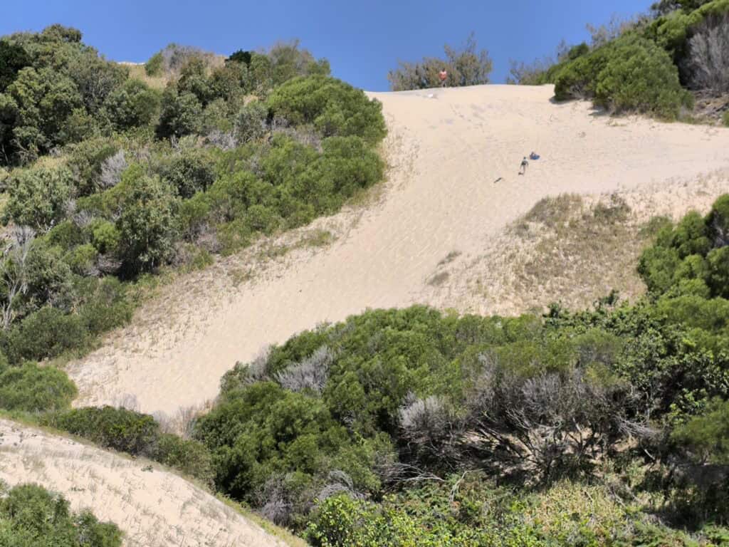 A scenic view of sandy dunes bordered by lush green shrubs and trees under a clear blue sky. The landscape showcases natural coastal vegetation thriving along the sandy terrain.
