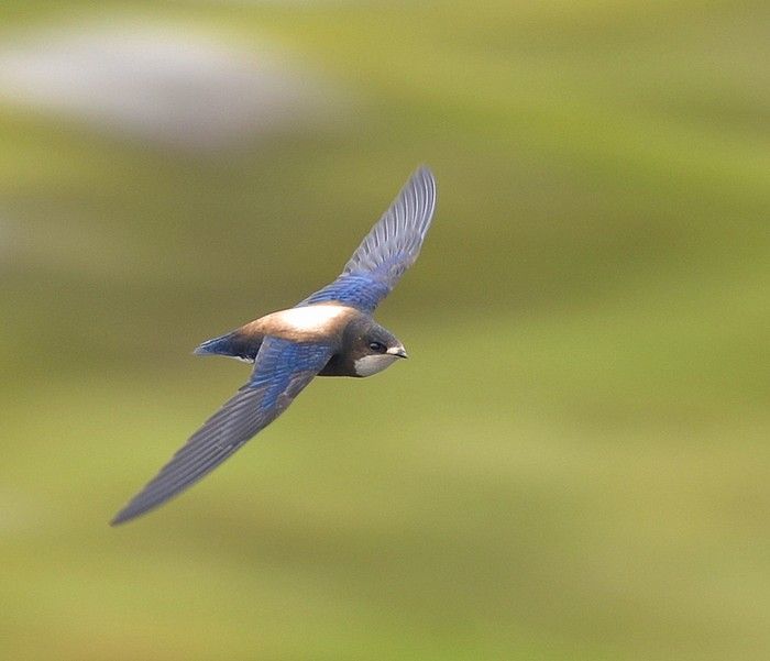 Bird in flight near Orchid Blue Holiday House Fraser Island.