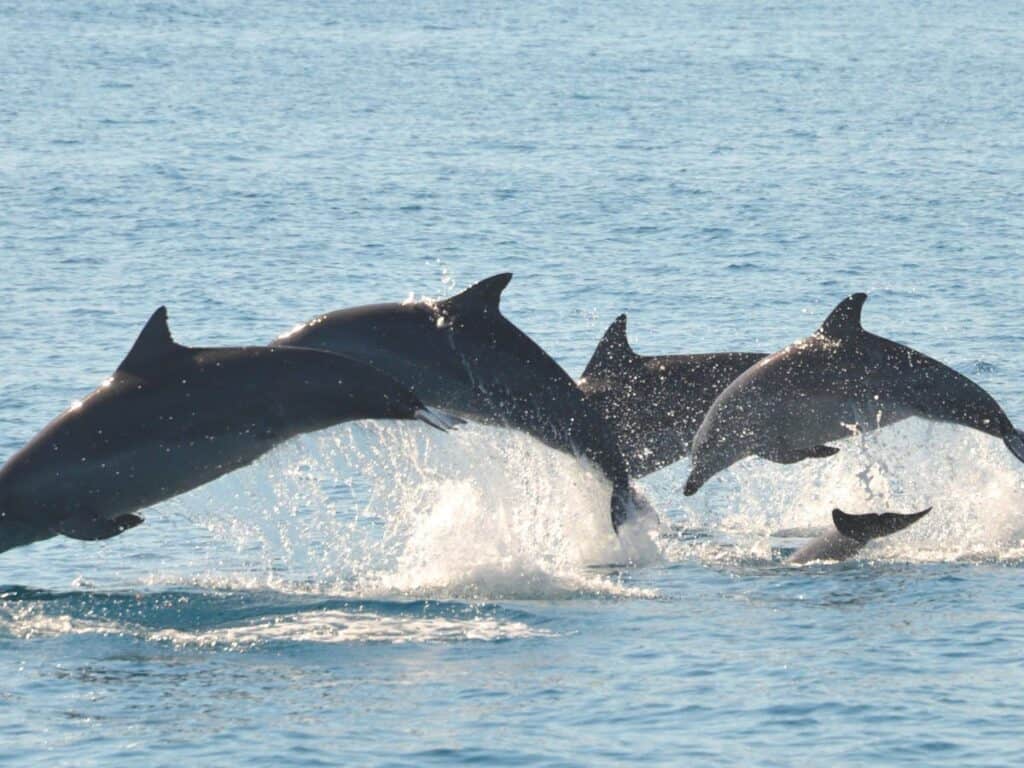 Group of dolphins leaping out of the ocean near Orchid Blue.