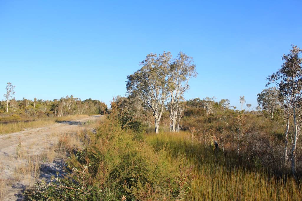 Beachfront view on Fraser Island with trees and blue sky.