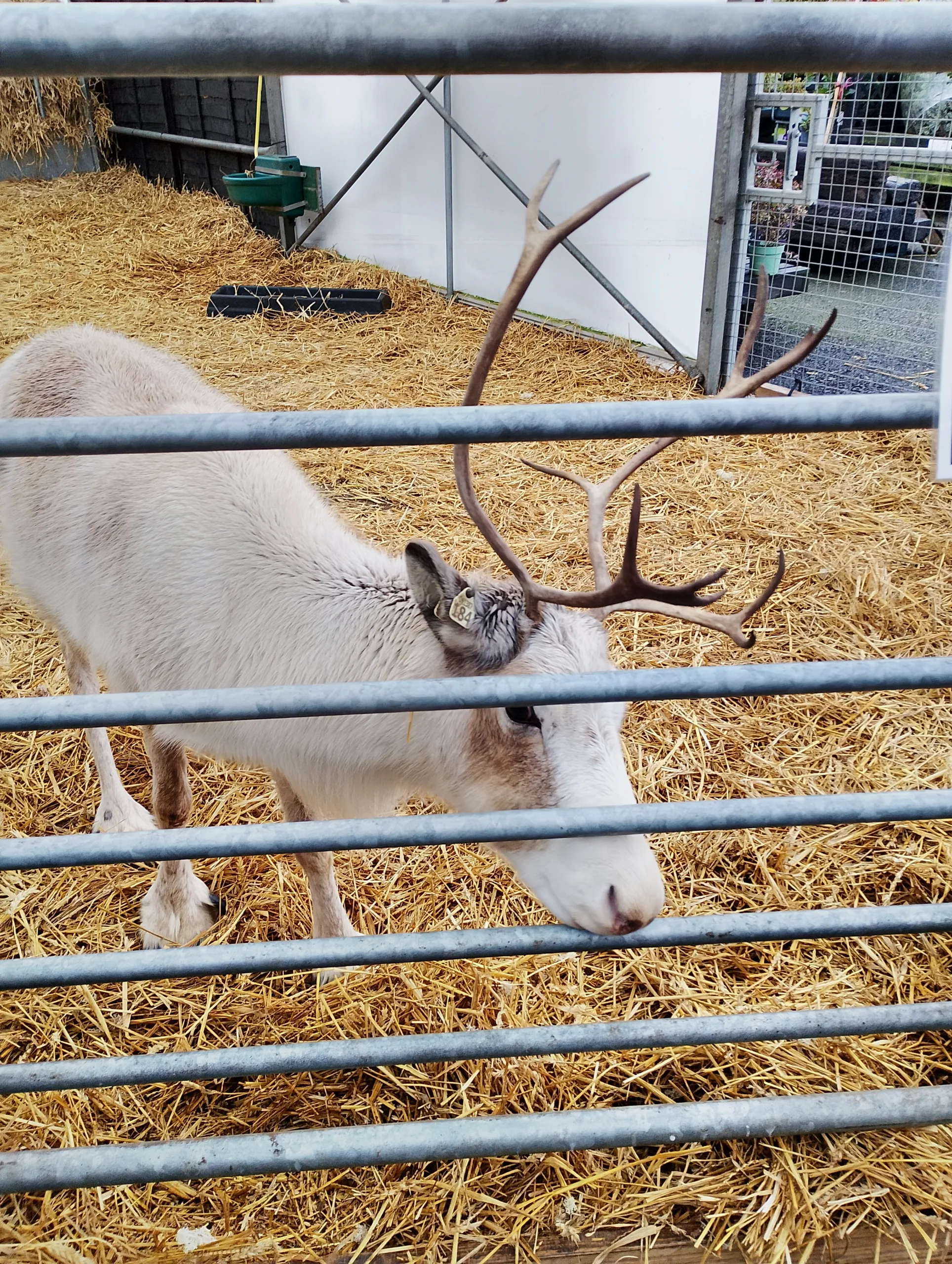 Trip to feed the Reindeer