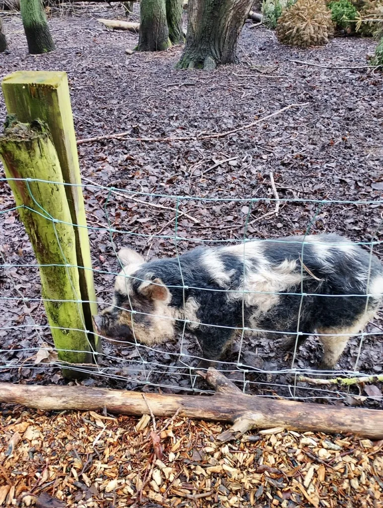 Pig behind a wire fence in a wooded outdoor area.
