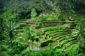 Photo d'uner izière Bali