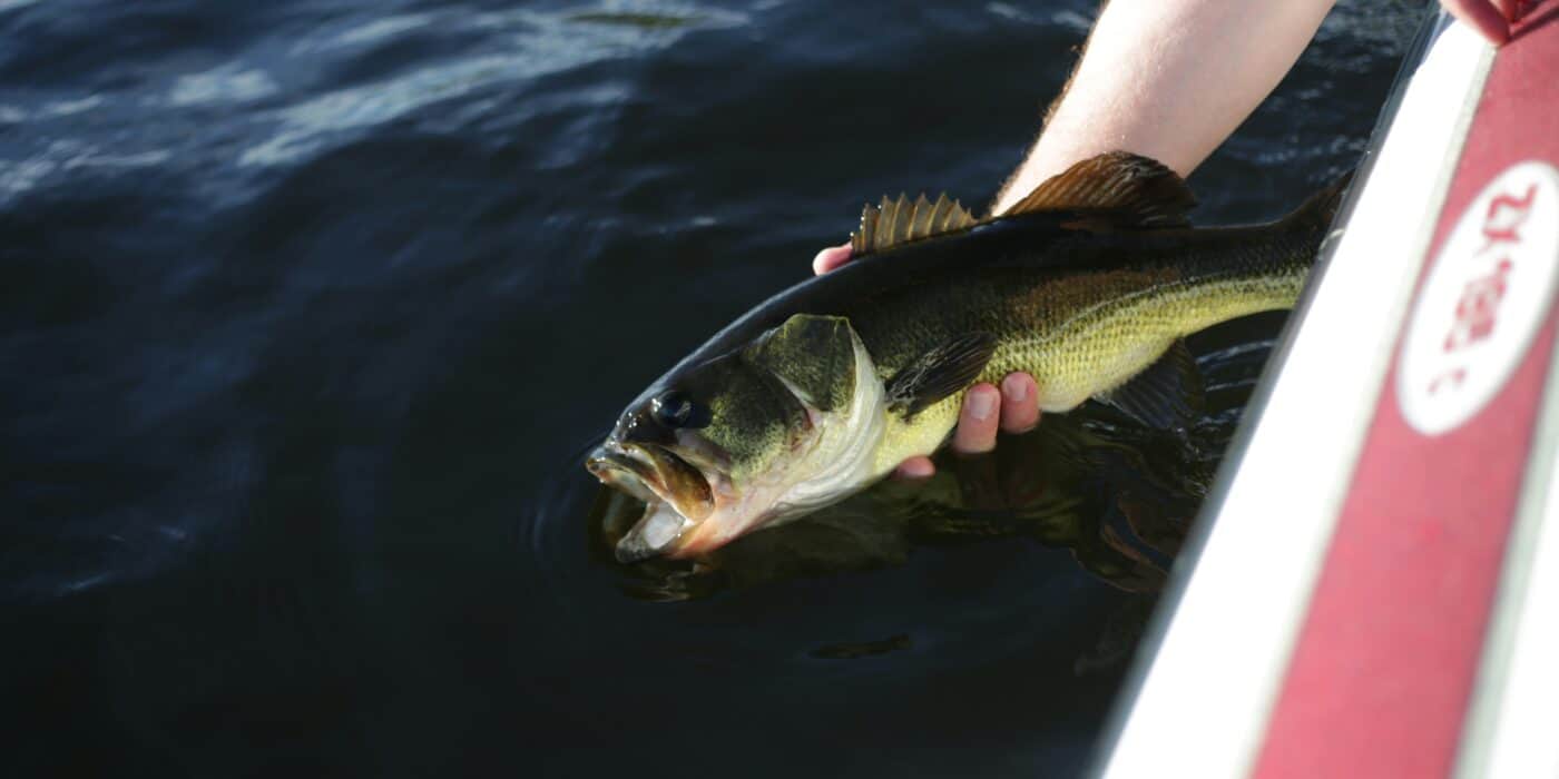 Best Crankbaits for Bass in 2026: Match the Dive to the Depth