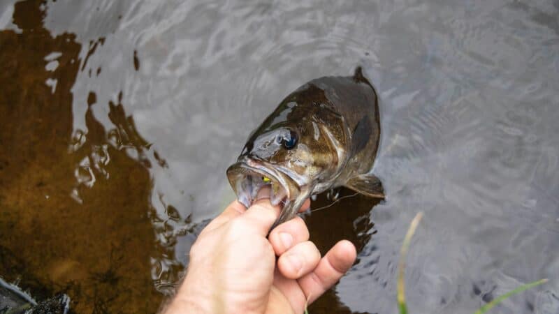 How to Catch Bass: A Beginner’s Guide