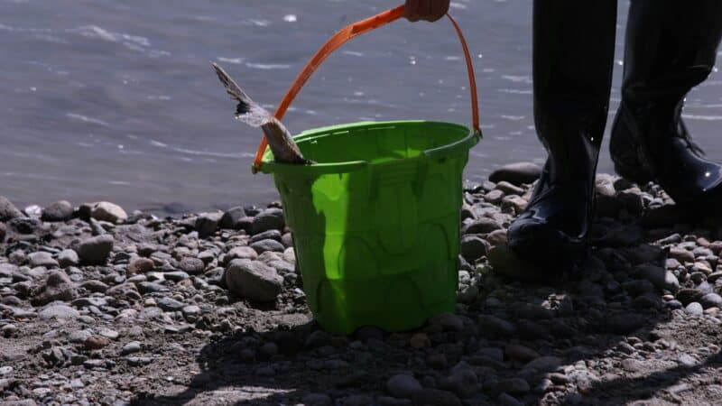 Best Live Bait Buckets in 2026: Aerated to Keep Minnows and Worms Lively
