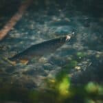 a fish in shallow water