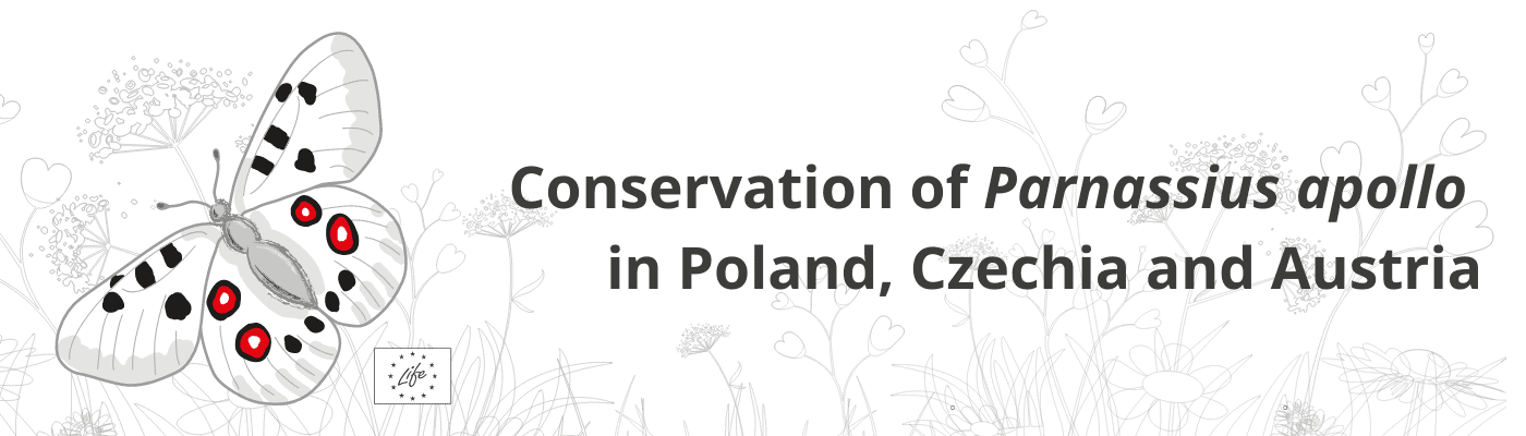 Parnassius apollo project LIFE Apollo2020