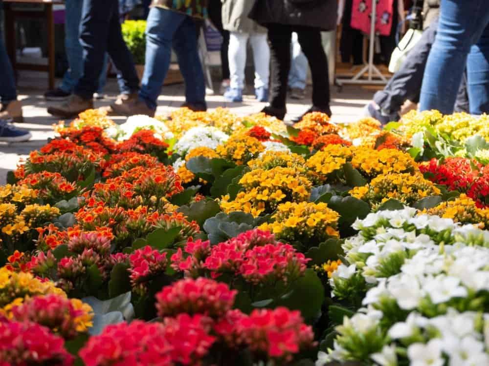 Fiori Freschi Ogni Giorno: Il Tuo Fiorista di Fiducia a Milano