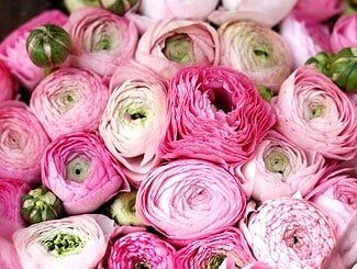 Fiori freschi ogni giorno