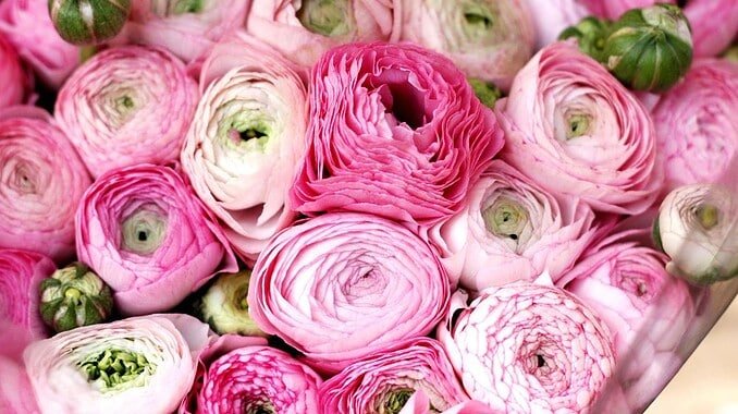 fiori-freschi-orgni-giorno Fiori freschi ogni giorno