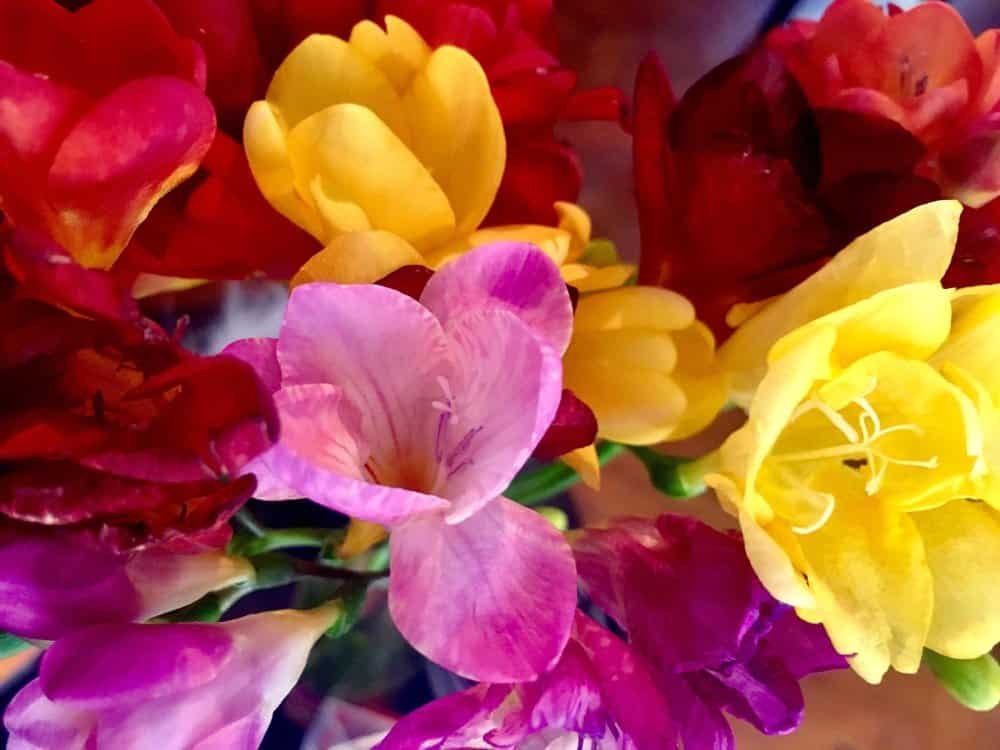 bouquet san leonardo milano