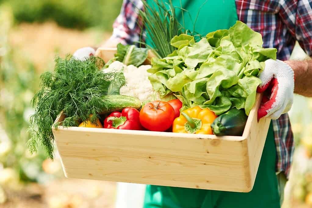 Come scegliere le piante giuste per il tuo primo orto